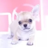 チワワ(スムース)