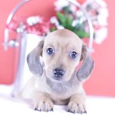 カニンヘンダックスフンド(スムース)