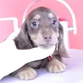 ミニチュアダックスフンド(ロング)【愛知県・女の子・2025年7月3日・チョコイエロー】の写真1