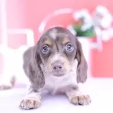 カニンヘンダックスフンド(ロング)【愛知県・女の子・2025年9月19日・チョコタンパイボールド♡】の写真1