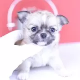 チワワ(ロング)