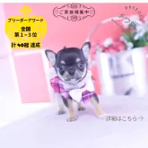 チワワ(スムース)