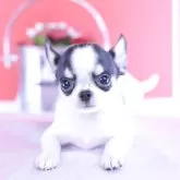 チワワ(スムース)