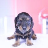 ミニチュアダックスフンド(ロング)