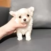 チワワ(ロング)