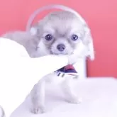 チワワ(ロング)