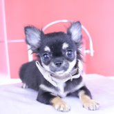 チワワ(ロング)