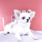 チワワ(ロング)