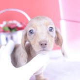 ミニチュアダックスフンド(スムース)