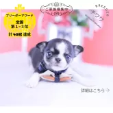 チワワ(スムース)