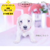 ミニチュアダックスフンド(ロング)