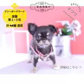 チワワ(ロング)