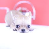チワワ(スムース)