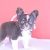 チワワ(ロング)