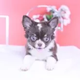 チワワ(ロング)