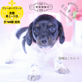 ミニチュアダックスフンド(ロング)