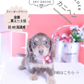 カニンヘンダックスフンド(ロング)