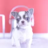 チワワ(ロング)