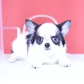 チワワ(ロング)