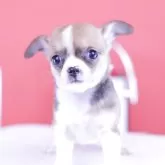 チワワ(スムース)