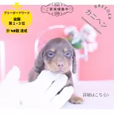 カニンヘンダックスフンド(ロング)【愛知県・男の子・2025年11月1日・チョコタン】の写真1