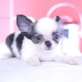 チワワ(ロング)