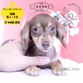 カニンヘンダックスフンド(ロング)【愛知県・男の子・2025年8月30日・チョコイエロー】の写真1「小さな男の子💕」