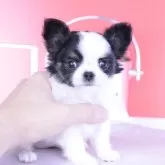 チワワ(ロング)