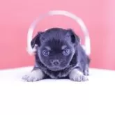 チワワ(ロング)