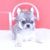 チワワ(ロング)