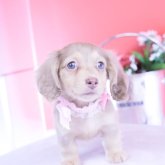 カニンヘンダックスフンド(ロング)