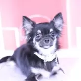 チワワ(ロング)