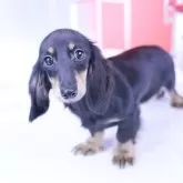 ミニチュアダックスフンド(ロング)【愛知県・女の子・2025年7月8日・ブラックタン♡】の写真1