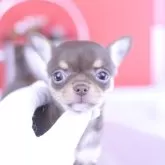 チワワ(スムース)