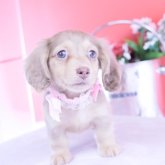 カニンヘンダックスフンド(ロング)