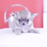 チワワ(ロング)