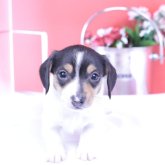 ミニチュアダックスフンド(スムース)