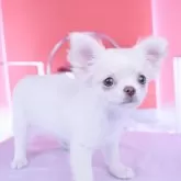 チワワ(ロング)
