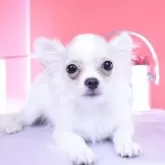 チワワ(ロング)