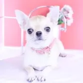 チワワ(スムース)