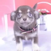 チワワ(ロング)
