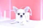 チワワ(スムース)【愛知県・男の子・2025年4月22日・ホワイト&レッド】の写真2
