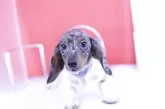 ミニチュアダックスフンド(ロング)【愛知県・男の子・2025年1月3日・シルバーダップルパイボールド】の写真2
