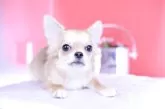 チワワ(ロング)【愛知県・女の子・2025年2月12日・レッド】の写真2