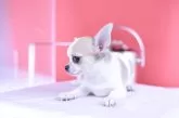 チワワ(スムース)【愛知県・男の子・2025年4月22日・ホワイト&レッド】の写真3