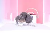 カニンヘンダックスフンド(ロング)【愛知県・男の子・2025年7月7日・チョコタンパイボールド】の写真5