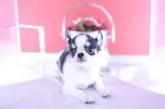 チワワ(スムース)【愛知県・男の子・2025年5月11日・ホワイト&ブラックタン】の写真5