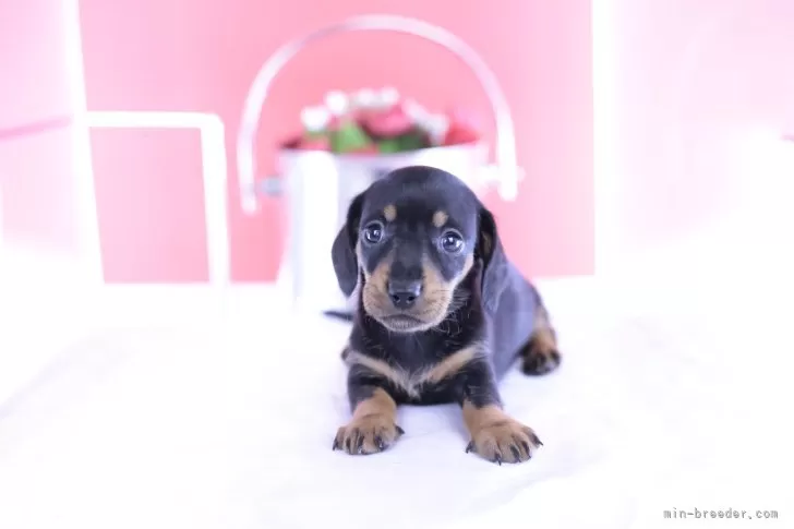 愛犬 ankoわんこシリーズ ポメラニアン シェルティ ダックス 犬 dog