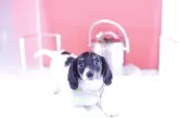 ミニチュアダックスフンド(ロング)【愛知県・男の子・2025年3月8日・ブラックタンパイボールド】の写真6