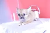 チワワ(ロング)【愛知県・男の子・2025年4月19日・レッド】の写真7